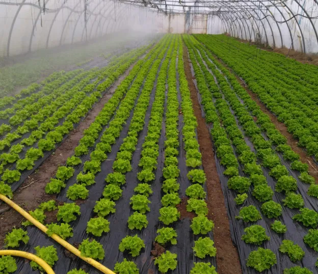 Vente de Salades vertes à Vineuil près de Blois (41)