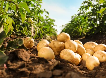 Vente de légumes à la Ferme La Maison Marchand, Vineuil, Loir et Cher (41)