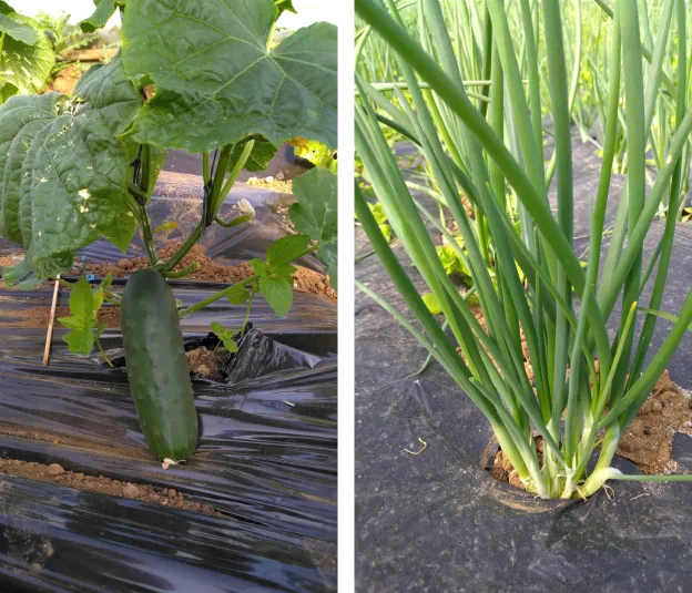 Culture et vente à la ferme de légumes de saison à Vineuil et Blois, Loir et Cher (41)