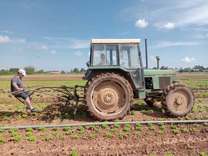 Binage des salades