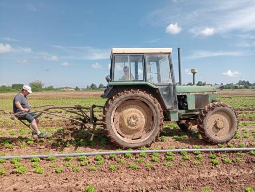Binage des salades